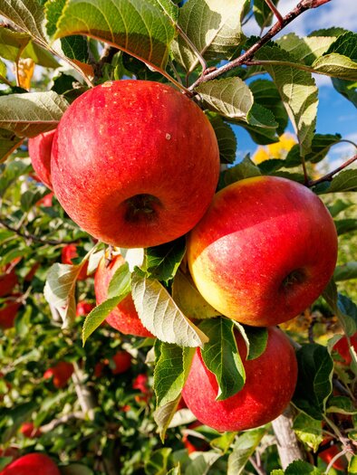 Obst und Weinbau Grillbauer_Rote Äpfel | © TV Region Graz-Harry Schiffer