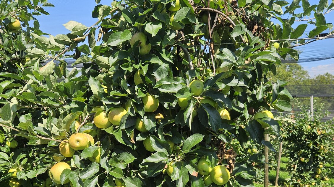 Obst- und Weinbau Grillbauer - Impressionen #2.1