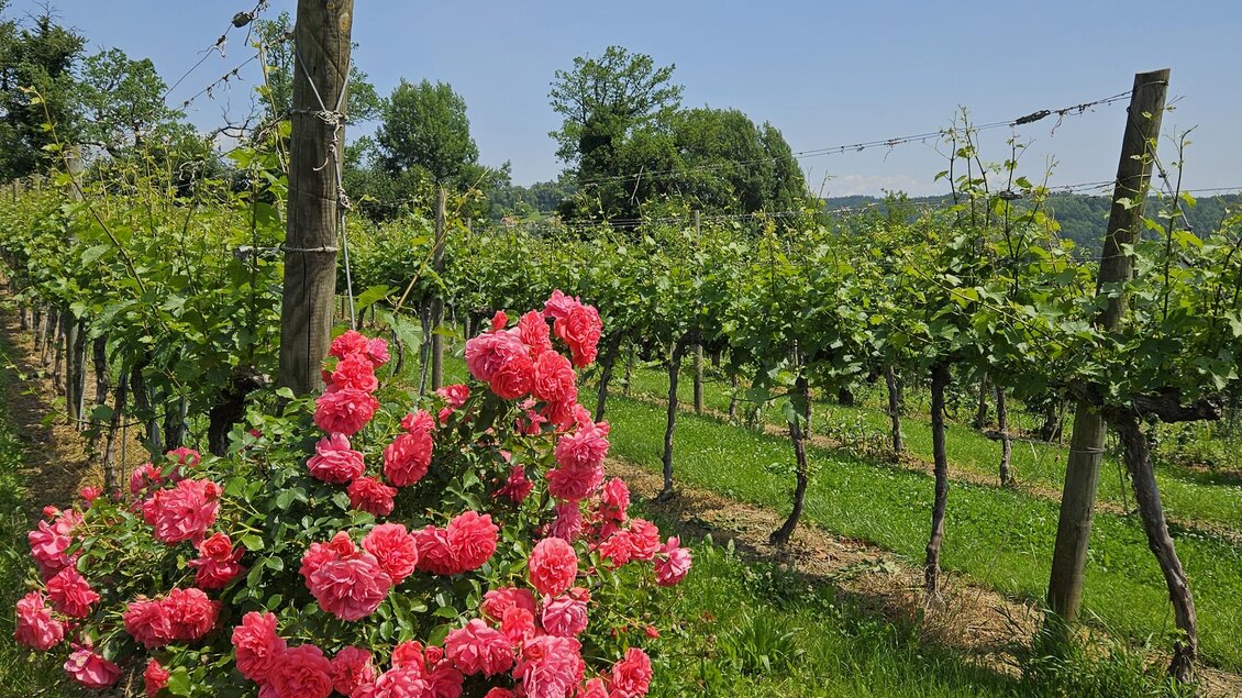 Obst- und Weinbau Grillbauer - Impressionen #2.3