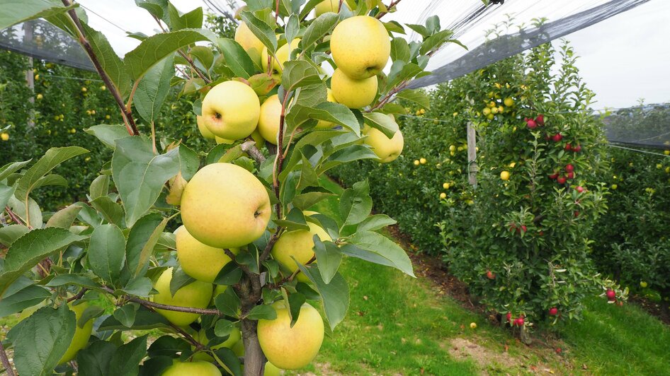 Fruit growing Berger_Apples_Eastern Styria | © Tourismusverband Oststeiermark