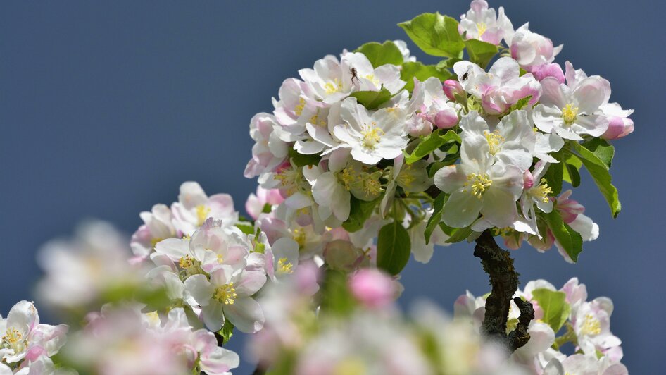 Fruit growing Berger_apple blossom_Eastern Styria | © Tourismusverband Oststeiermark