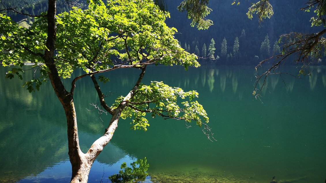 Schwarzensee | Entlang des Ufers | © Naturpark Sölktäler | Huber Eva