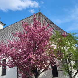 A church with a tall tower and a beautiful, blooming cherry tree in the foreground. The sky is blue with some clouds. | © TVB Ausseerland Salzkammergut/Kirchschlager