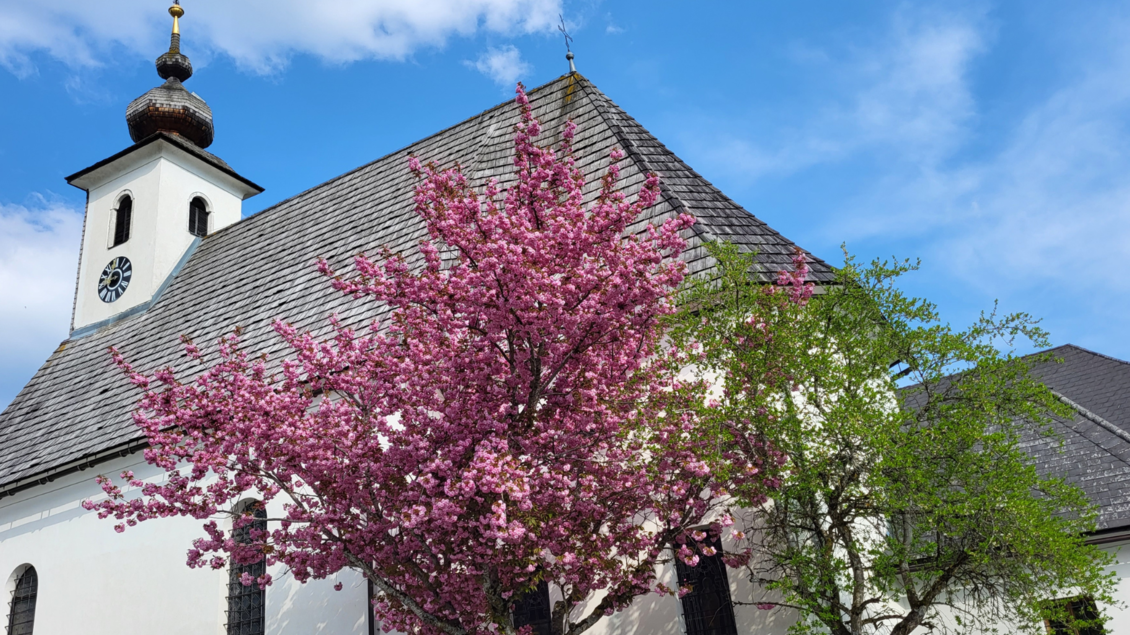 Die Pfarrkirche in Tauplitz mit einem hohen Turm und einem schönen, blühenden Kirschbaum im Vordergrund. Der Himmel ist blau mit einigen Wolken. | © TVB Ausseerland Salzkammergut/Kirchschlager