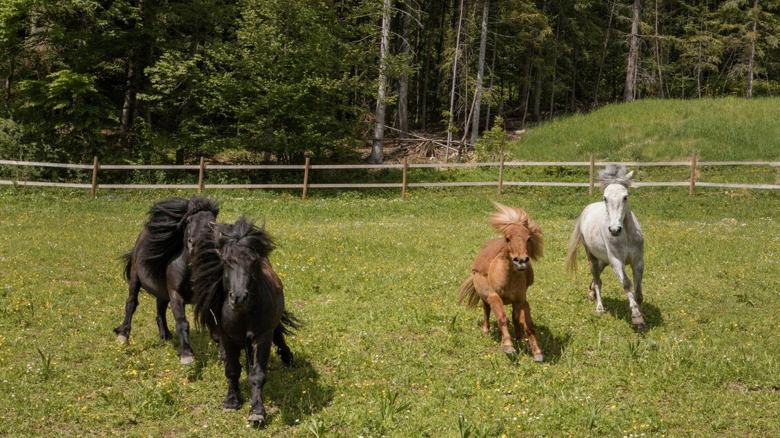 Vier Pferde, darunter zwei schwarze, ein rotes und ein weißes, laufen fröhlich über eine grüne Wiese. Im Hintergrund sind Bäume und ein Zaun sichtbar. | © Pferdefreunde Zloam - www.pferdefreunde-zloam.at