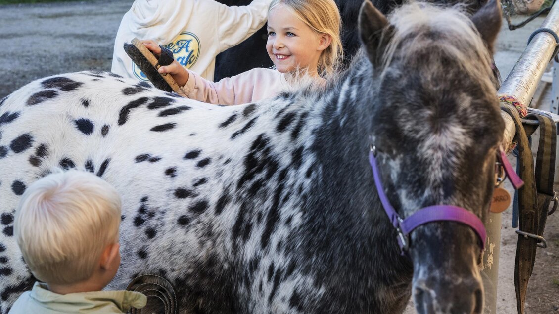 Kinder kümmern sich um ein geflecktes Pony. Sie bürsten das Pony und lachen dabei. | © www.zloam.at