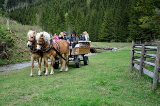 Horse farm_Carriage_Eastern Styria  | © Pferdebetrieb Hrovat