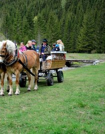 Horse farm_Carriage_Eastern Styria  | © Pferdebetrieb Hrovat | Doppelreiter Lisa | © Pferdebetrieb Hrovat