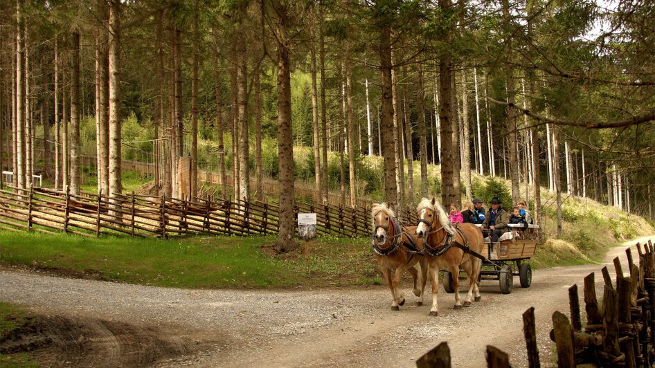 Horse farm_Carriage in the forrest_Eastern Styria  | © Pferdebetrieb Hrovat