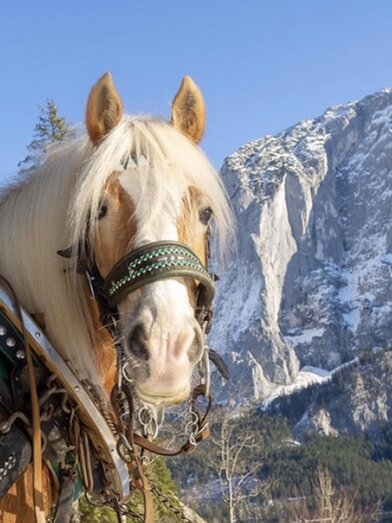 Thomas Raich, Altaussee, Pferd | Thomas Raich | © Thomas Raich