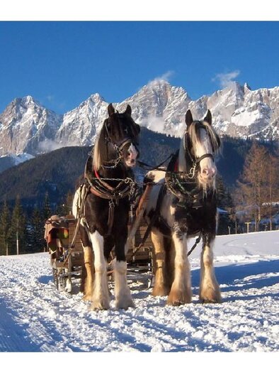Pferdeschlittenfahrt Ortnerhof | © Ortnerhof Ramsau am Dachstein