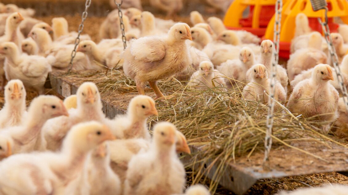 Eine Gruppe von Küken auf einem Bauernhof. Sie sind im Stall umgeben von Stroh und Futtertrögen. | © RM SW GmbH | webquartier.at