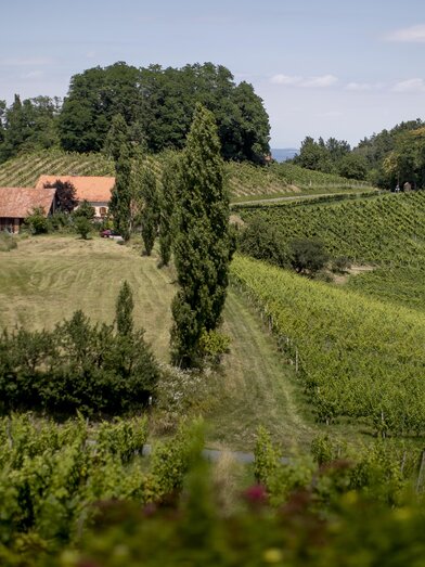 Landschaft | @Tom Lamm | © TV Südsteiermark