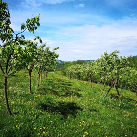 Obstgärten | © Familie Bunderla