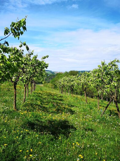 Obstgärten | © Familie Bunderla