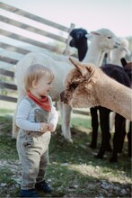 Reich Quellengut_child with alpaca_Eastern Styria | © Hadas Natural Photography