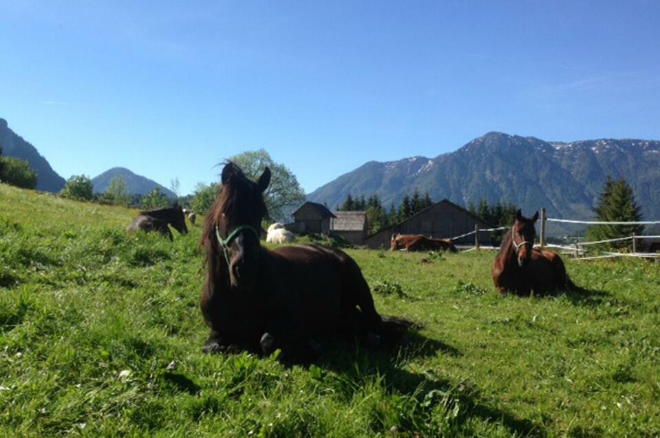 Horse Riding Farm Schartner - Impression #1 | © Reiterbauernhof Schartner