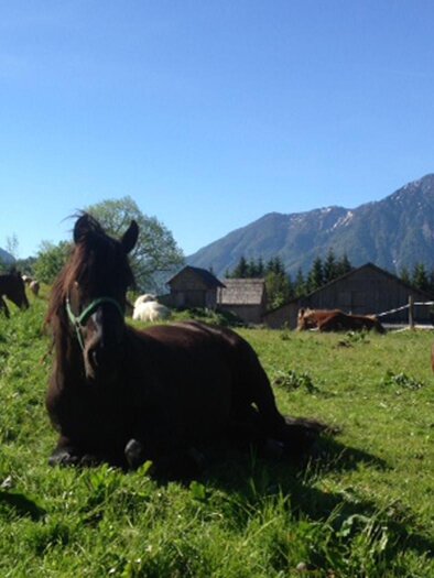 Reiterbauernhof Schartner, Altaussee, horse | © Reiterbauernhof Schartner