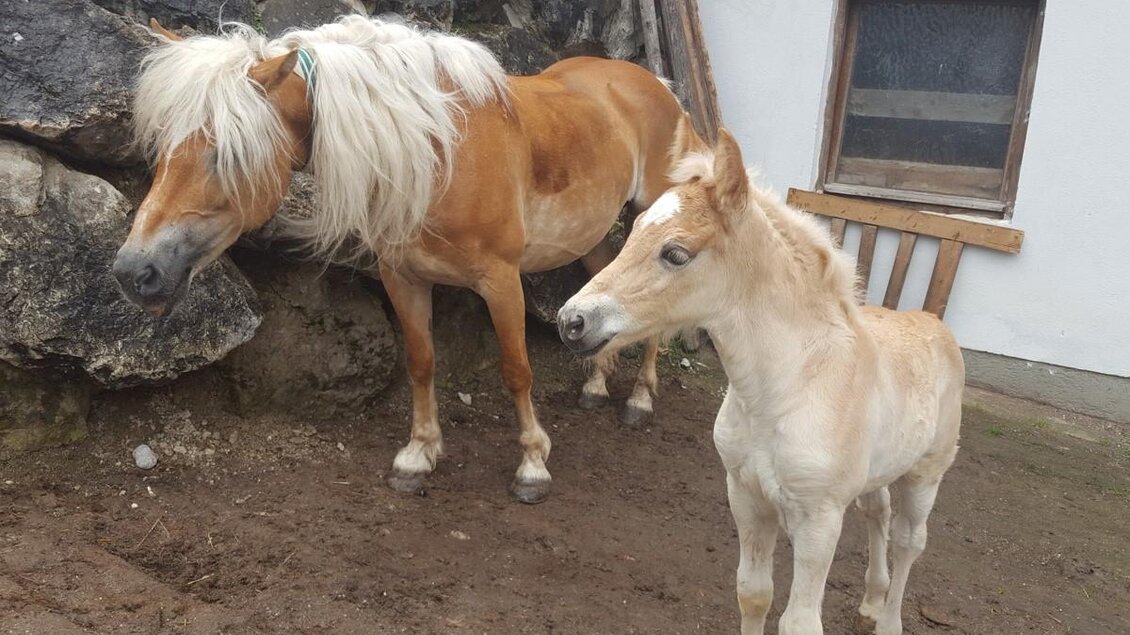 Zwei Pferde stehen nebeneinander in einem Stall. Das größere Pferd hat eine helle Mähne, während das Fohlen daneben neugierig schaut. | © Reiterhof Aigner