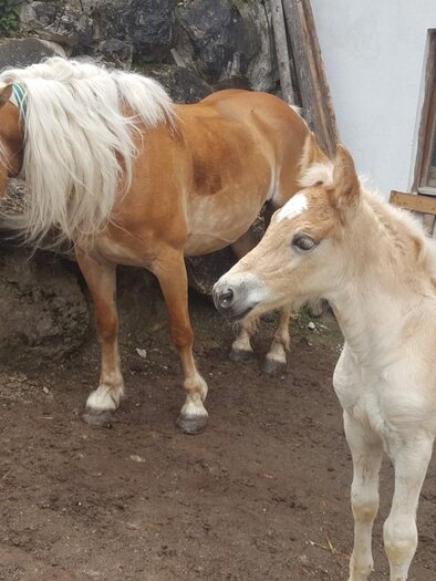 Two horses stand side by side in a stable. The larger horse has a light mane, while the foal next to it looks curiously. | © Reiterhof Aigner