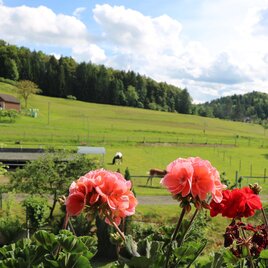 Koppel Schupanez | © Manuela Weisch