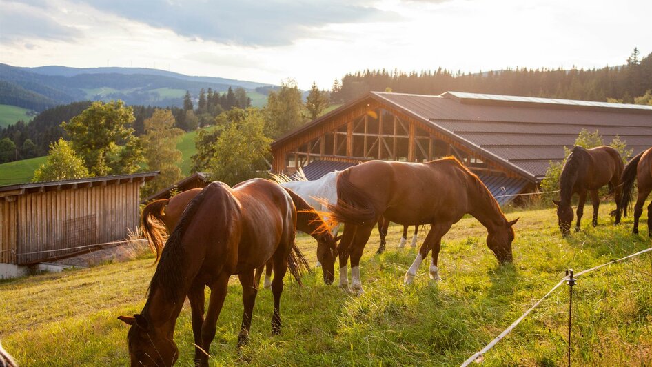 Reiterparadies Ponyhof_Pferde_Oststeiermark | © Der Ponyhof Familienhotel und Reiterparadies