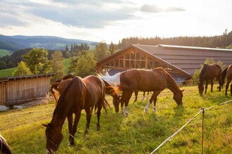 Reiterparadies Ponyhof_Pferde_Oststeiermark | © Der Ponyhof Familienhotel und Reiterparadies