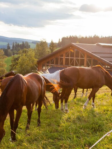 Reiterparadies Ponyhof_Pferde_Oststeiermark | © Der Ponyhof Familienhotel und Reiterparadies | © Der Ponyhof Familienhotel und Reiterparadies