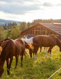 rider´s paradise Ponyhof_horses_Eastern Styria | © Der Ponyhof Familienhotel und Reiterparadies | © Der Ponyhof Familienhotel und Reiterparadies