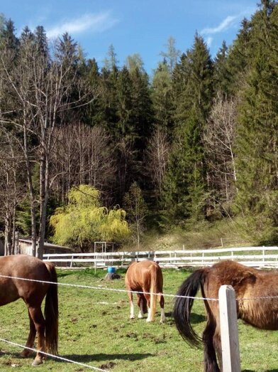 Ceipek horses | TVB Ausseerland Salzkammergut/Johanna Provatopoulos | © TVB Ausseerland Salzkammergut/Johanna Provatopoulos