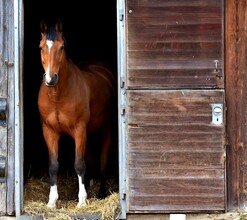 Riding stable Stud-K_Horse_Eastern Styria | © Tourismusverband Oststeiermark