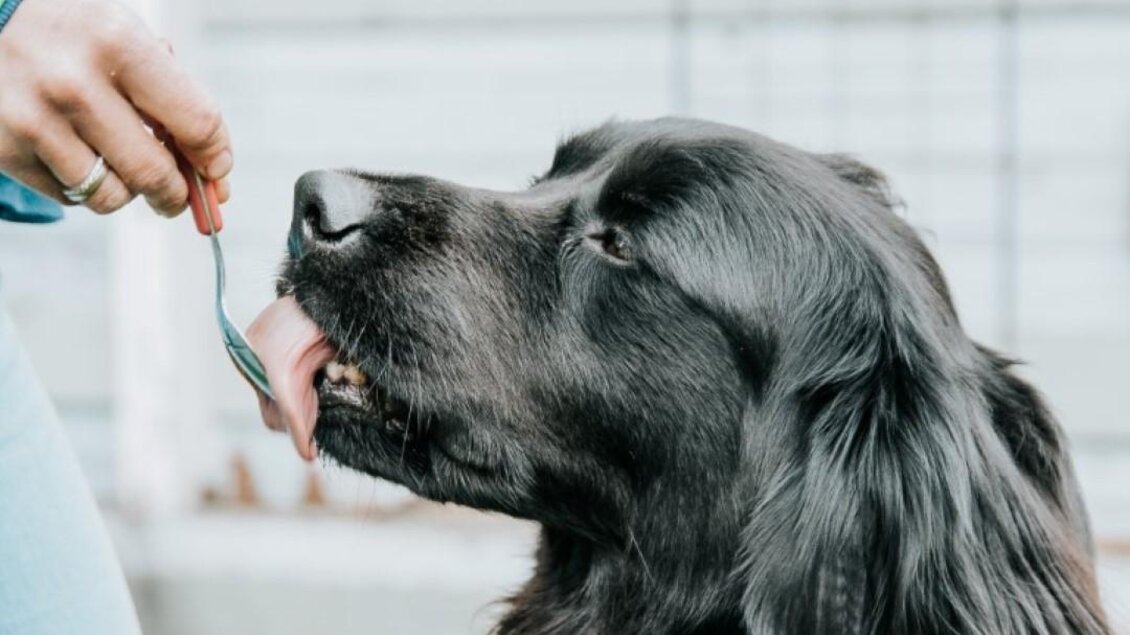 Ein schwarzer Hund schaut aufmerksam zu einer Person, die ihn mit einem Löffel Futter anbietet. Die Szene spielt sich im Freien in einem gepflegten Garten ab. | © RM SW GmbH | webquartier.at
