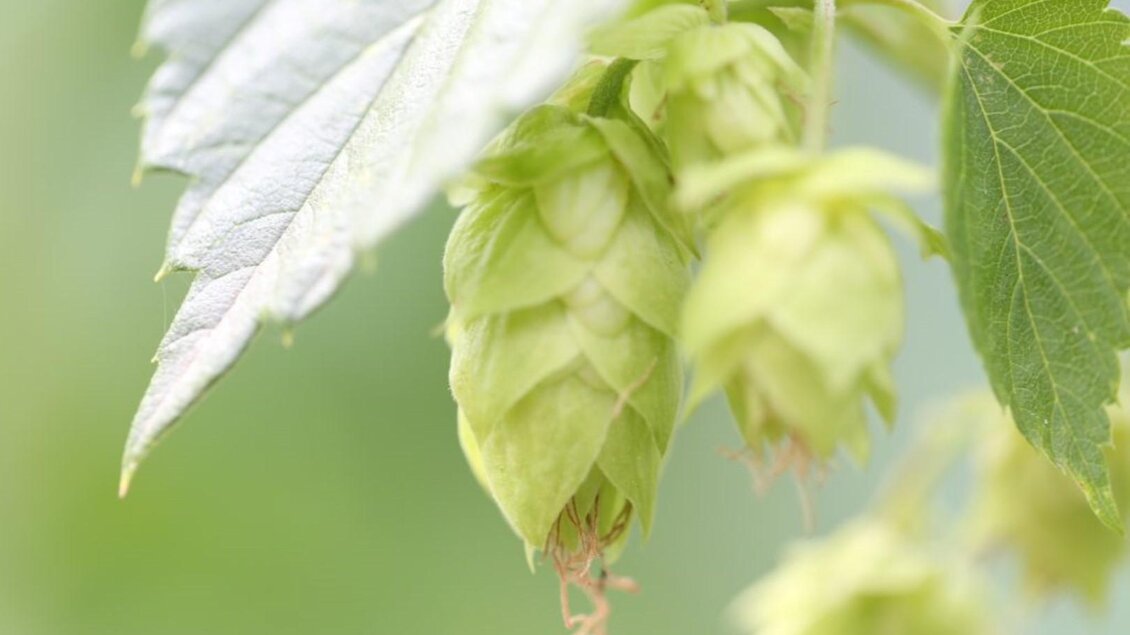 Hochwertige Hopfenblüten mit grünen, spitzen Blättern. Der Hintergrund ist unscharf und harmonisch. | © Richards Bieratelier