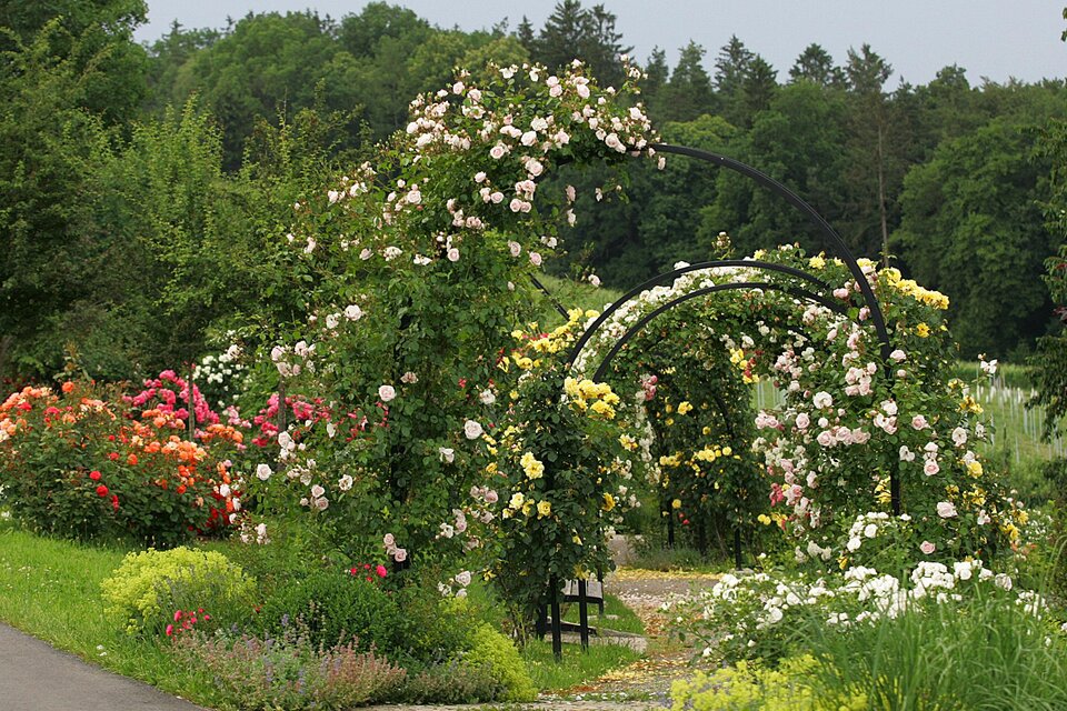 Rosengarten St. Peter am Ottersbach - Impression #1 | © Zur Verfügung gestellt von der Marktgemeinde St. Peter/O.