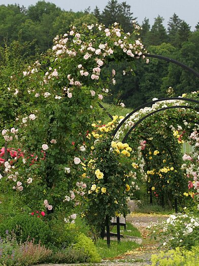 Rosengarten | Josef Pail | © Zur Verfügung gestellt von der Marktgemeinde St. Peter/O.