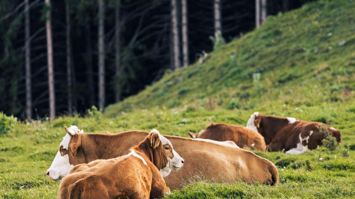 Eine Gruppe von Kühen ruht auf einer grünen Wiese. Im Hintergrund sind Bäume und eine ruhige Landschaft zu sehen. | © Oststeiermark Tourismus