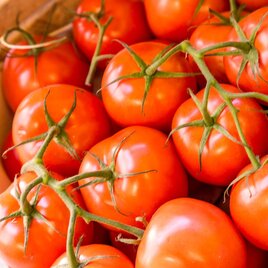 Eine Auswahl frischer, reifer Tomaten mit grünen Trieben. Sie liegen in einem Holzkorb und strahlen eine lebendige rot-orange Farbe aus. | © Stephan Friesinger