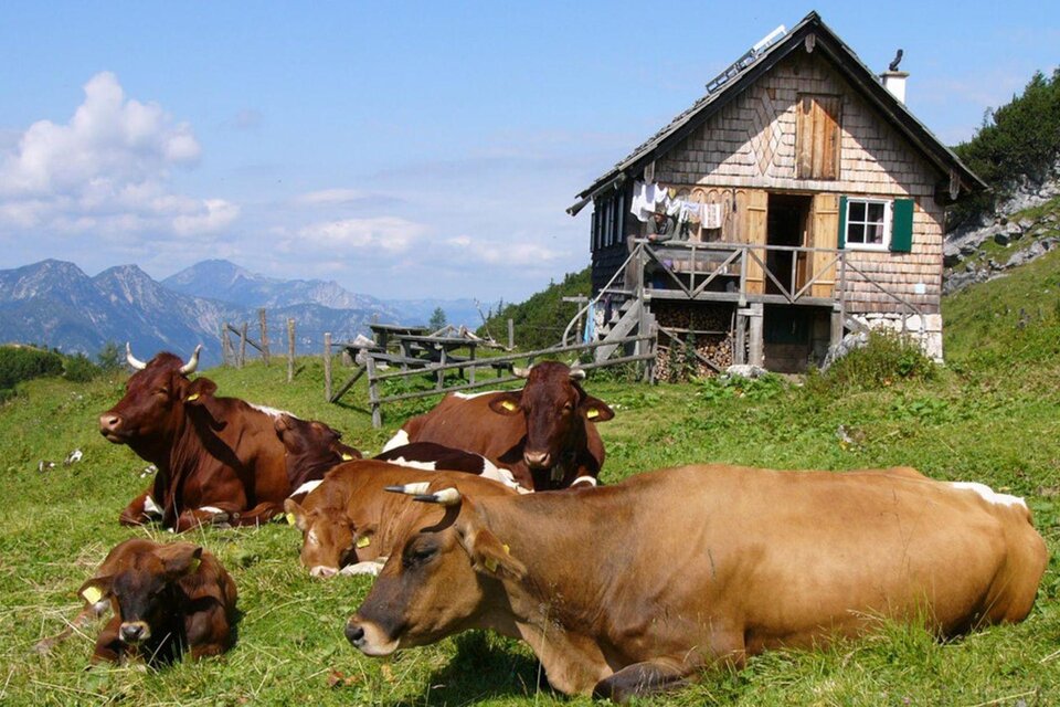 Sarsteinalm - Impression #1 | © Sarteinalm, Eggenreiter
