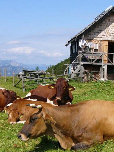 It is the Sarstein rest seen on the Sarstein. In the foreground, several cows are lying in the meadow. | © Sarteinalm, Eggenreiter