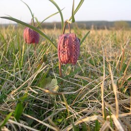 Großssteinbach_ Schachblume1_Oststeiermark | © Josef Kaufmann