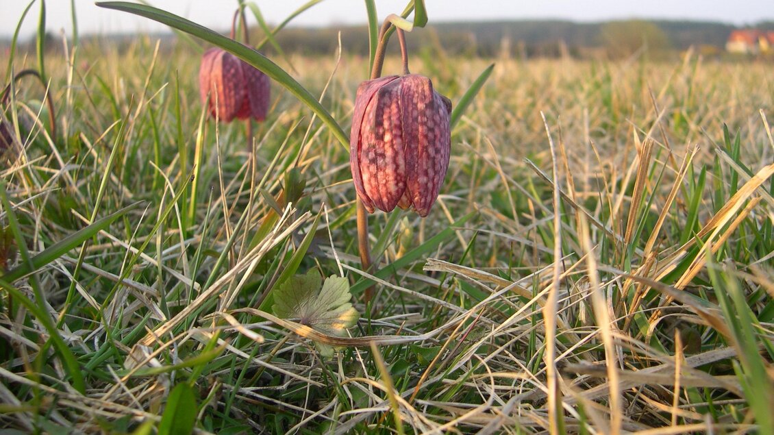 Großssteinbach_ Schachblume1_Oststeiermark | © Josef Kaufmann