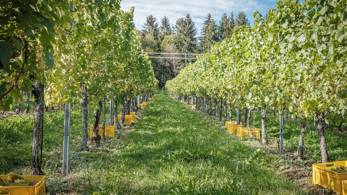 Ein Weinberg mit Reihen von Traubenpflanzen und gelben Erntekisten. Der Weg zwischen den Pflanzen ist grün und gut gepflegt.