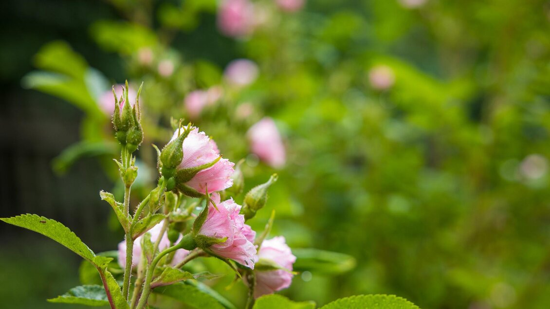 Wunderschöne rosa Blumen auf grünen Pflanzen. Der Hintergrund ist unscharf und vermittelt einen ruhigen, natürlichen Eindruck. | © wildbild