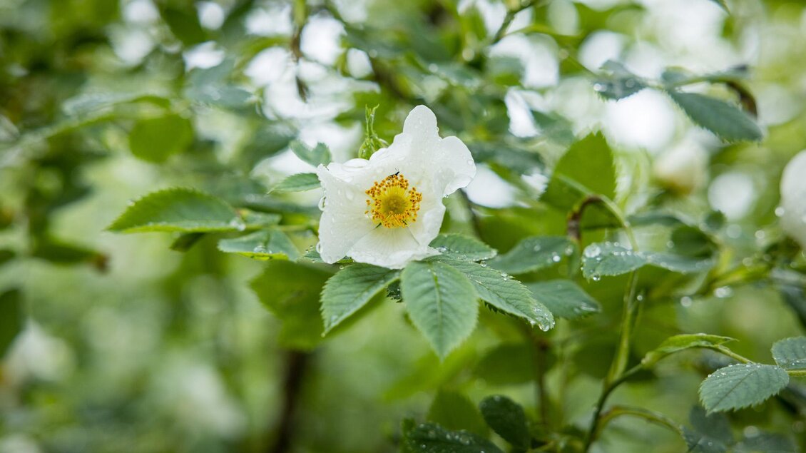 Eine weiße Blüte mit gelbem Zentrum, umgeben von grünen Blättern. Die Pflanze ist im Freien, mit einem verschwommenen Hintergrund. | © wildbild