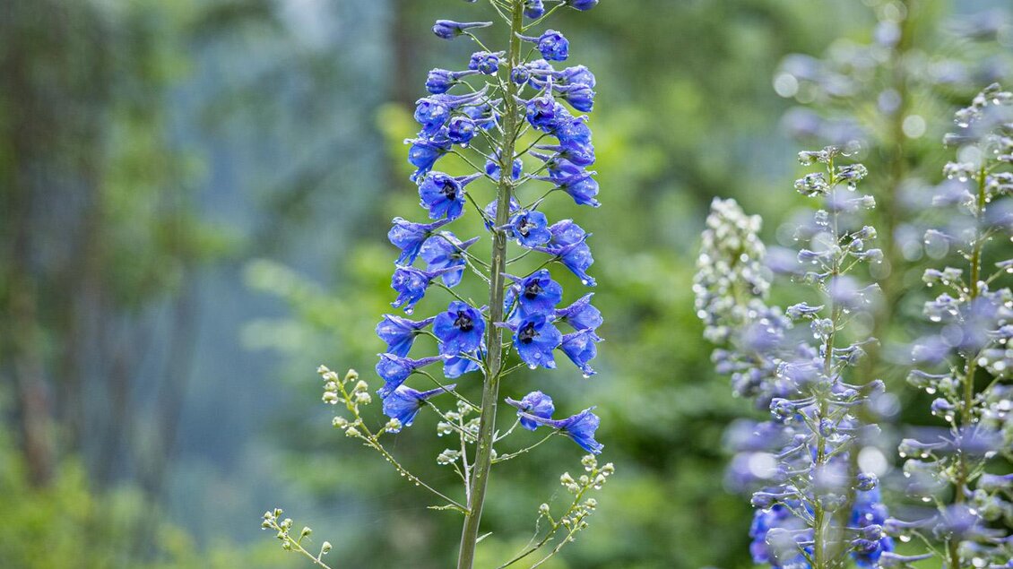 Hohe, blaue Blumen mit lila Blüten blühen in einer grünen Umgebung. Die Pflanzen stehen vor einer verschwommenen, natürlichen Kulisse. | © wildbild