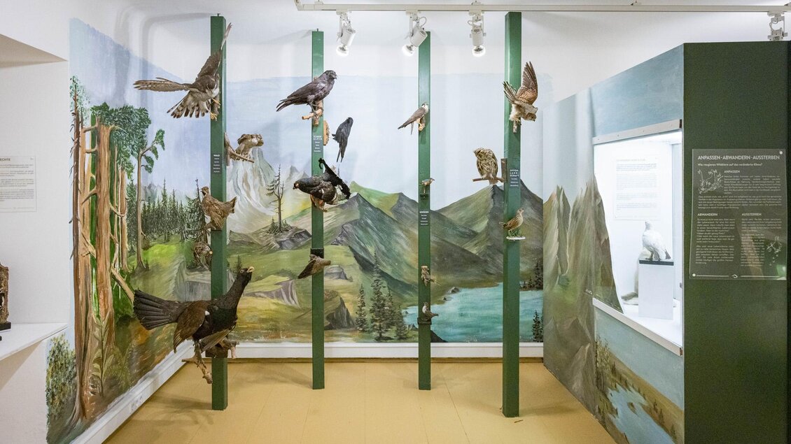 Ein Ausstellungsraum mit einer Wandmalerei von Bergen und einem See. Auf Säulen sind verschiedene Vogelmontagen angeordnet. | © wildbild