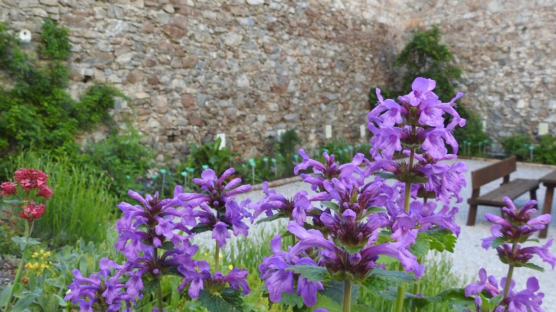 Ein schöner Garten mit lila Blumen und einer Steinmauer im Hintergrund. Die Pflanzen sind üppig und geben der Umgebung eine lebendige Atmosphäre. | © Naturpark Sölktäler - Julia Aigner