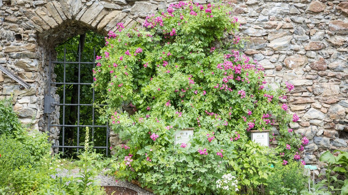 Eine alte Steinmauer mit einem gitterartigen Fenster. Dichtes, blühendes Grün mit rosa Blumen umgibt den Eingang. | © wildbild