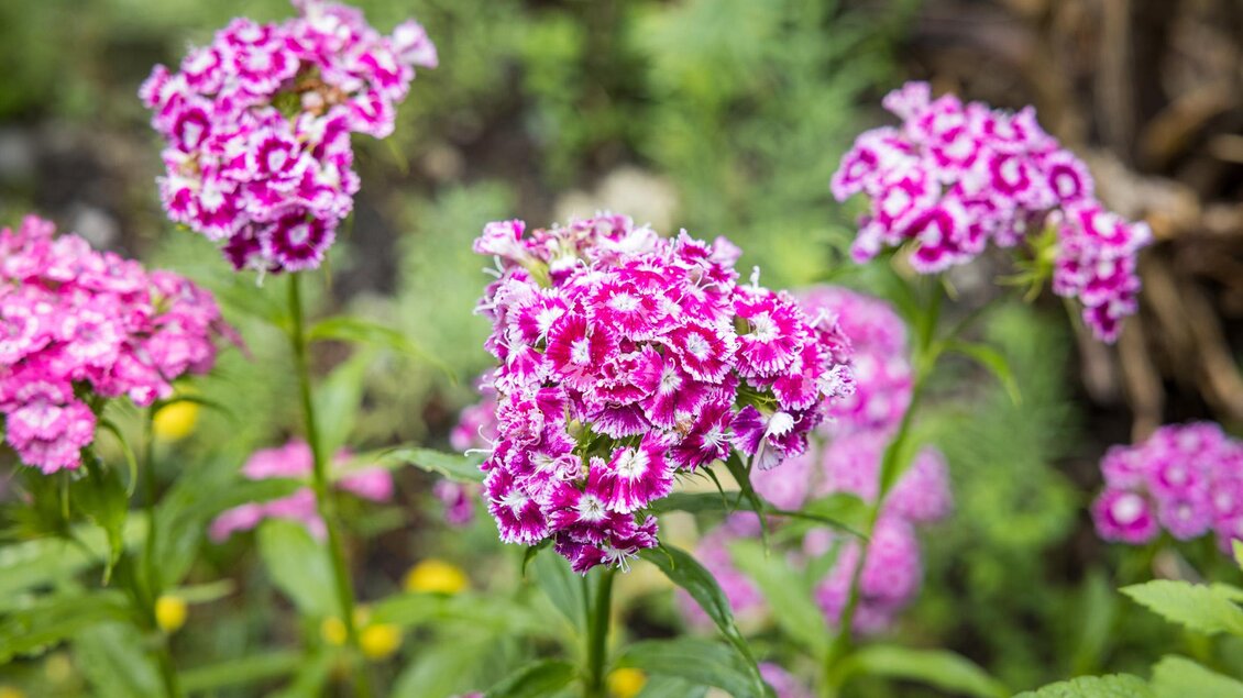 Bunte Blumen mit lila-rosafarbenen Blüten stehen in einem grünen Garten. Die Pflanzen verleihen der Umgebung eine fröhliche Atmosphäre. | © wildbild