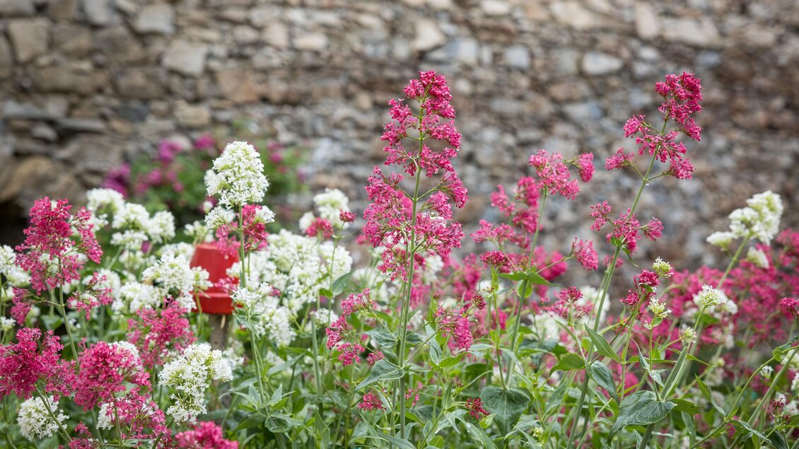 Ein Garten mit bunten Blumen in Rosa und Weiß vor einer Steinmauer. Die Farben der Blumen verleihen der Szene Leben und Frische. | © wildbild